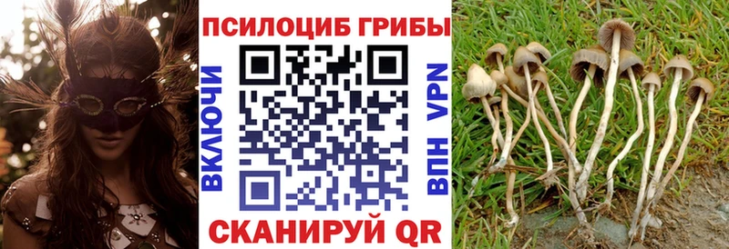 дарнет шоп  Рудня  Галлюциногенные грибы мицелий 